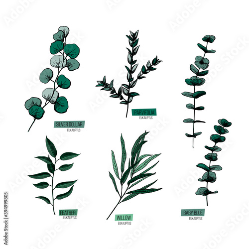 Set vector illustration in eucalyptus sketch style. Branch with leaves Winter medicinal herb. Engraved art. Suitable for cosmetics, medicine, treatment, healthcare, packaging design, aromatherapy.