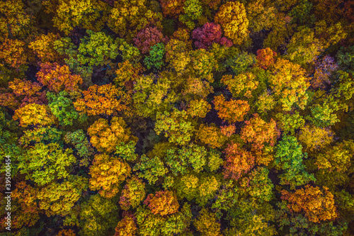 Aerial top down view view of vibrant color autumn forest