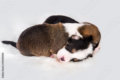 Two Pembroke Welsh Corgi puppies dogs on white