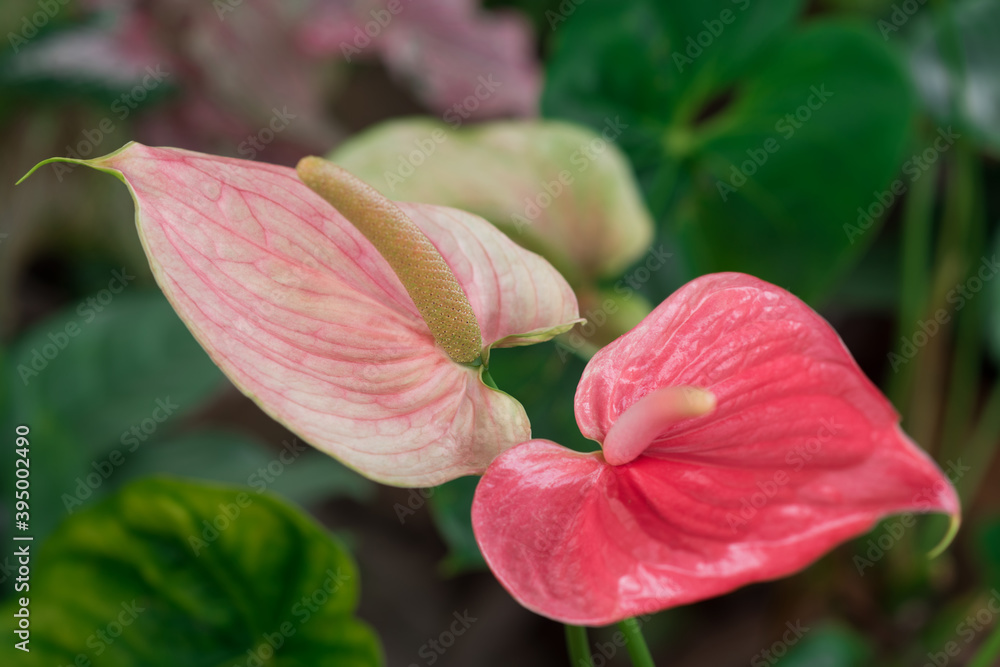 Anthurium on a background of greenery Anthurium on a background of greenery