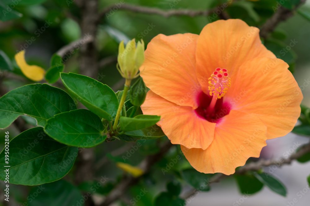 Chinese hibiscus or Chinese rose in the garden. Chinese hibiscus or Chinese rose in the garden.