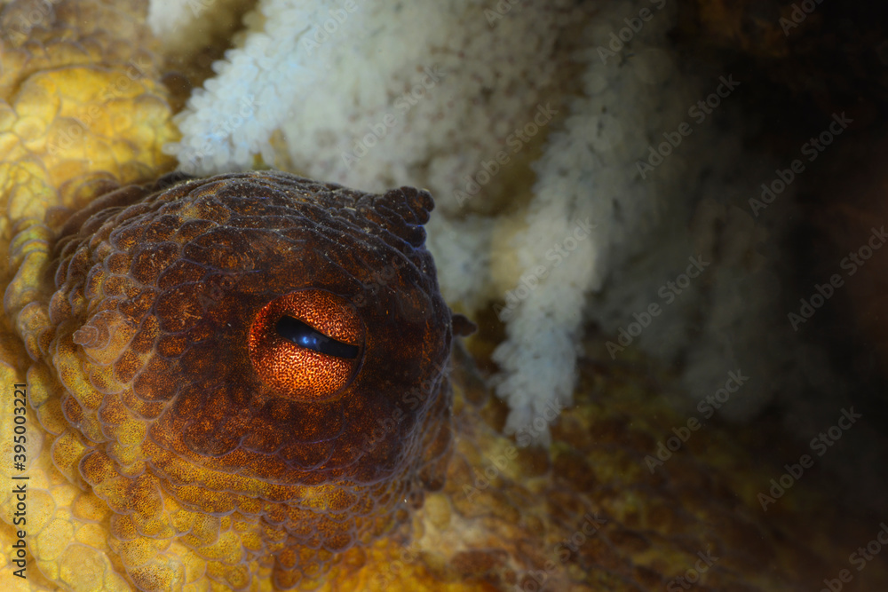 Obraz premium Octopus with its eggs. Octopus (Octopus vulgaris Cuvier, 1797) or octopus is a cephalopod of the Octopodidae family at sea. Gallipoli, Canakkale Turkey.