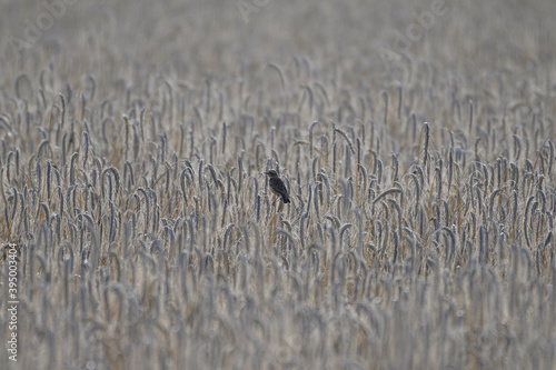 Little bird in a wheat field