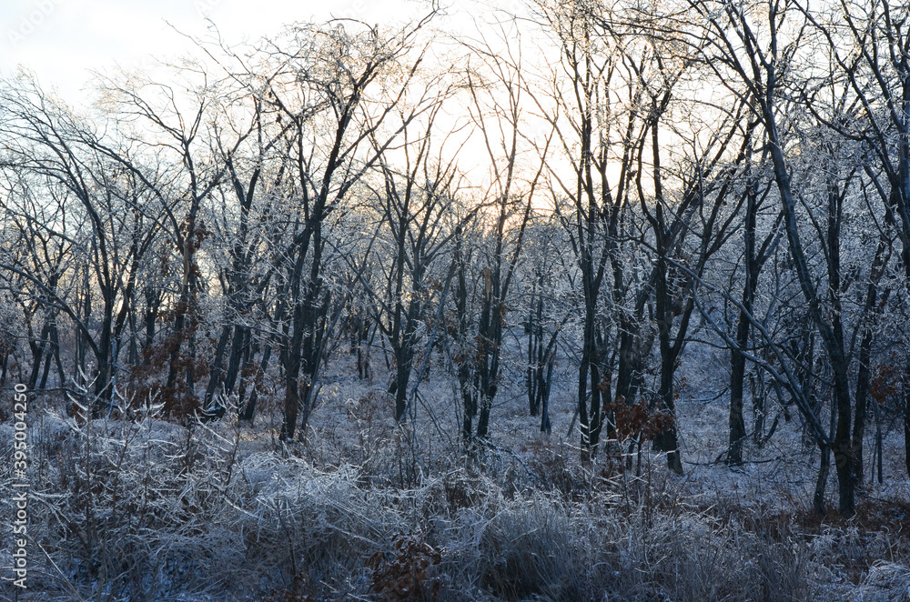Winter forest in the evening, nature and landscape in winter, ice on tree branches, frozen forest covered with snow Winter forest in the evening, nature and landscape in winter, ice on tree branches, frozen forest covered with snow