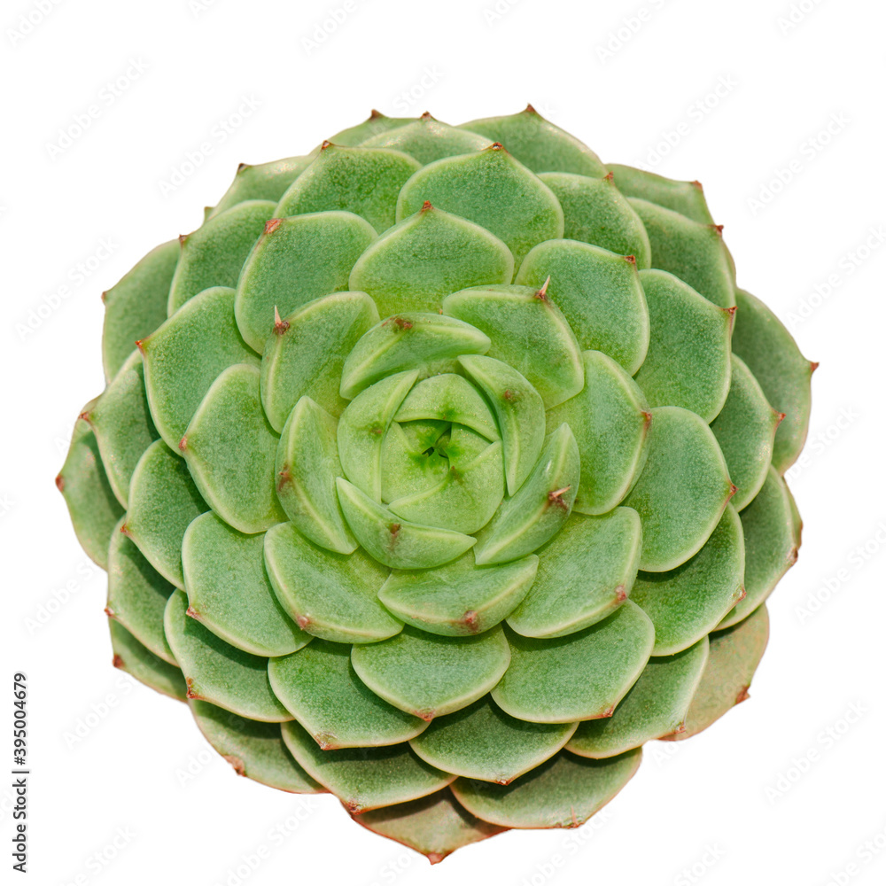 Obraz premium Top view of Echeveria Benbedis ,green with red margin sucuclent flowering plant isolated white background