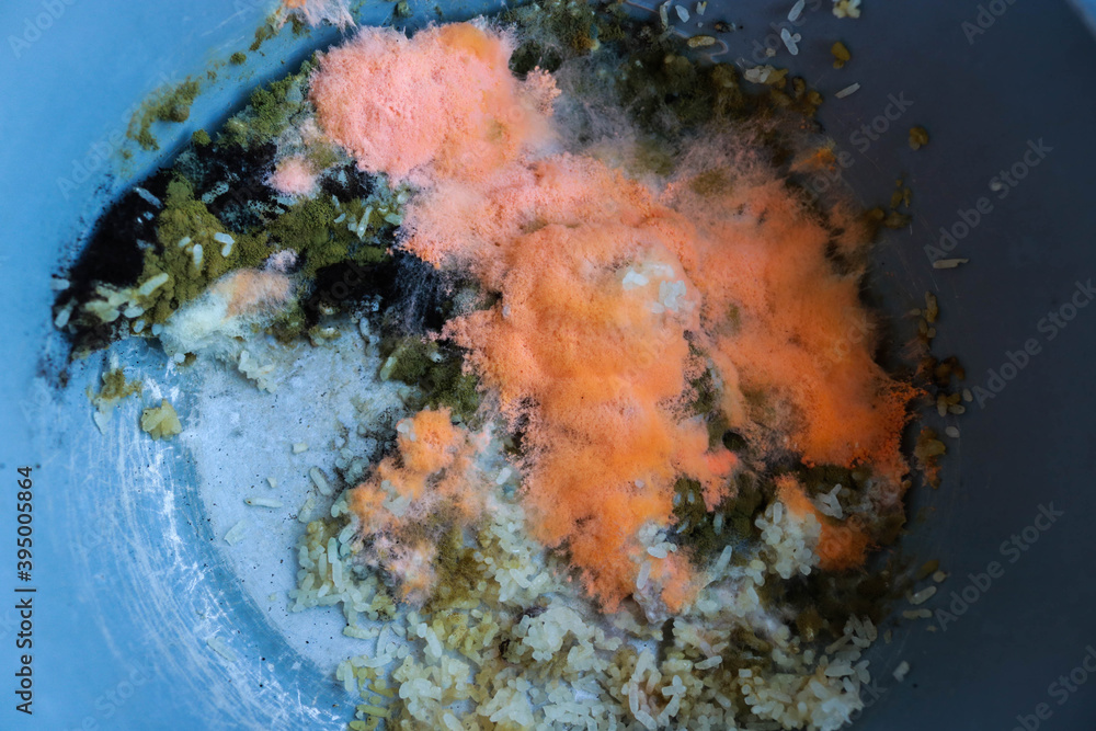 soft focus. Orange moldy rice in the pot, Spoiled rice ,fungus in rice. It is rotten and has a bad smell.spores will germinate, forming thread like cells called hyphae. green moldy rice.