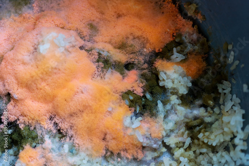 Obraz na płótnie Orange moldy rice in the pot, Spoiled rice ,fungus in rice. It is rotten and has a bad smell.spores will germinate, forming thread like cells called hyphae. green moldy rice. w salonie