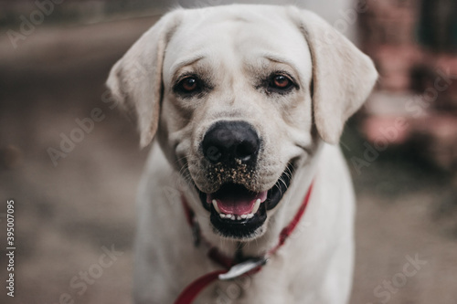 Cute White Labrador Retriever Dog standing Portrait