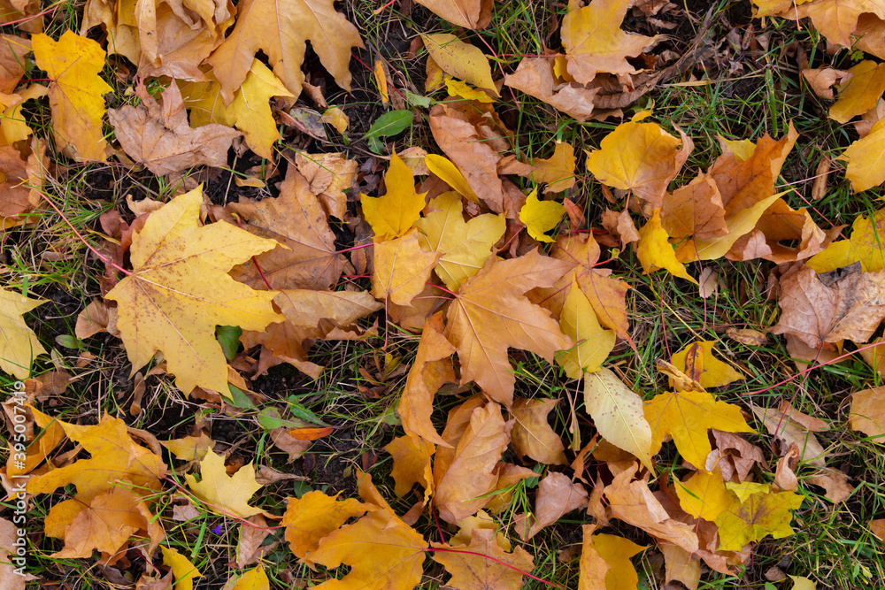Bright yellow maple leaves on green grass field in autumn. Golden colorful season changing of nature, fall scene wallpaper. Close-up natural background with selective focus at leaves, top view Bright yellow maple leaves on green grass field in autumn. Golden colorful season changing of nature, fall scene wallpaper. Close-up natural background with selective focus at leaves, top view