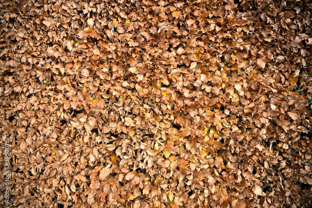 Orange braune Blätter einer Buchenhecke im Herbst - Detailaufnahme Orange braune Blätter einer Buchenhecke im Herbst - Detailaufnahme