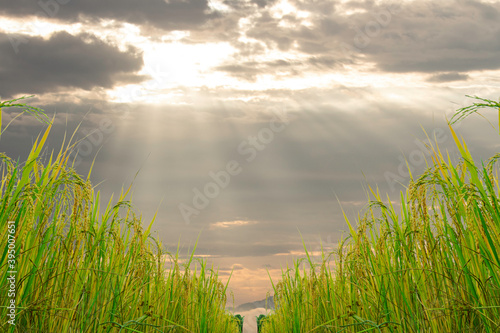 Wallpaper Mural Golden ear of rice, early morning, new day light through the clouds. Torontodigital.ca