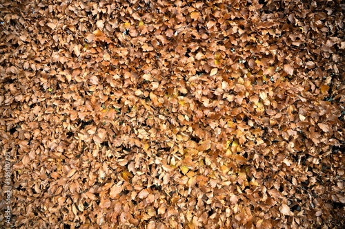 Orange braune Blätter einer Buchenhecke im Herbst - Detailaufnahme