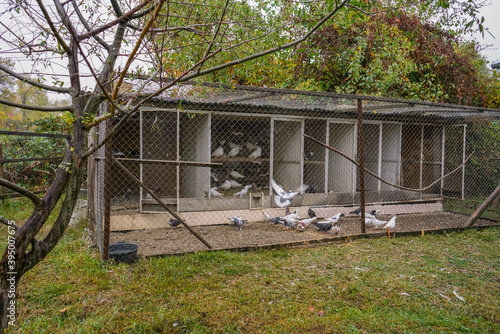 Foto Large big Wooden dovecote. Doves eating and walking around.