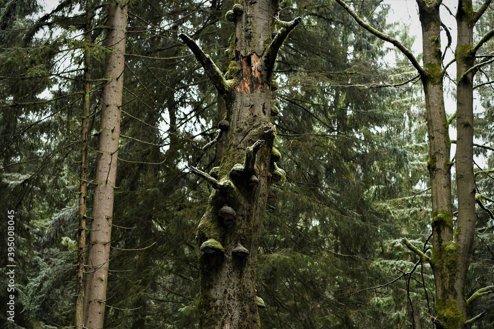 Obraz premium Fichten mit bemoosten Baumpilzen tief im dunklen Wald