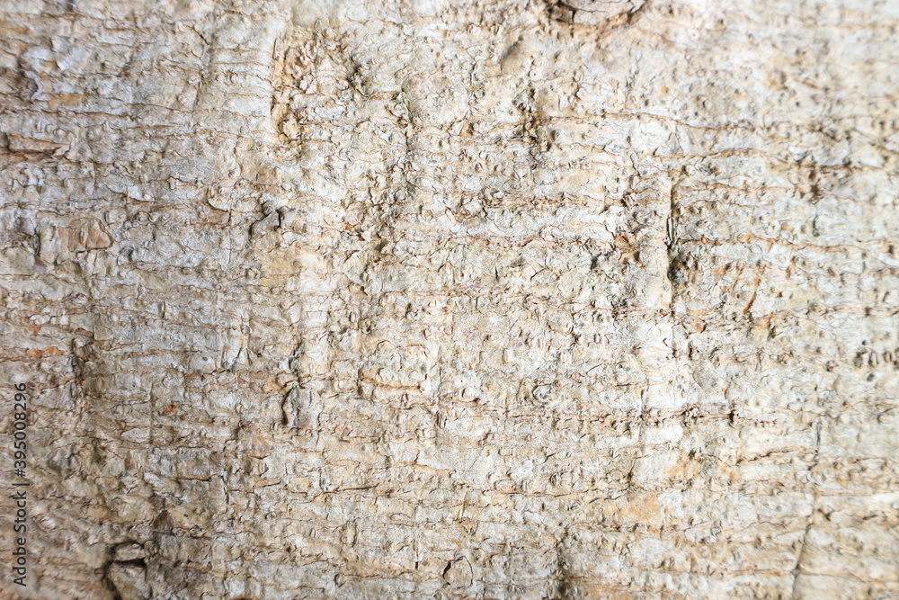 Wood surface pattern and tree bark with gray background