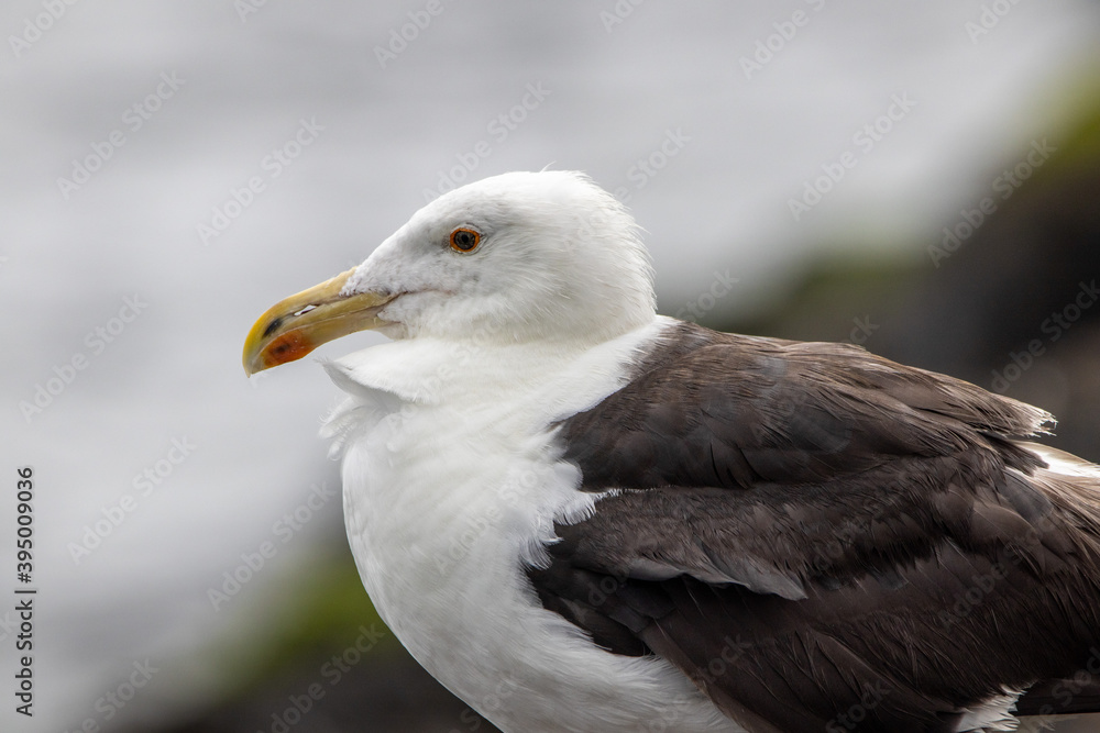 A Great Black Backed Seagull