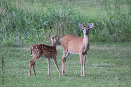 Deer in a Meadow