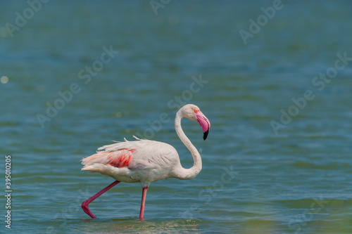 Greater Flamingo Phoenicopterus roseus in its natural habitat in the sea.