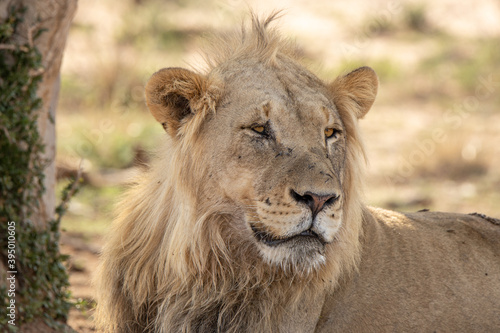 Relaxing Lion