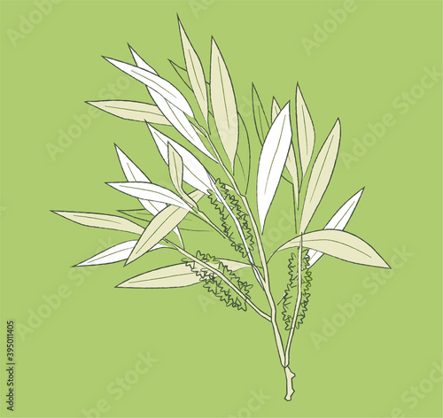 Vector of leafs Melaleuca alternifolia, commonly known as tea tree, is a species of tall shrub in the myrtle family, Myrtaceae. Beautiful illustration isolated on green background. 