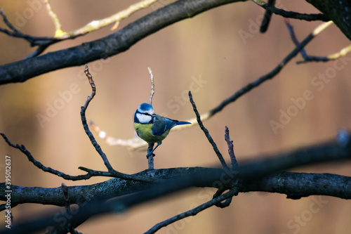 Blue Tit sitting on a branch.