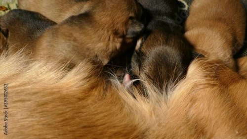 Puppies sucking milk from mother dog. 4K 2160p 25fps Apple ProRes 422 LT video.