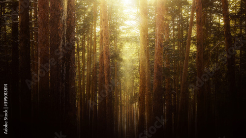 dark fairy pine forest