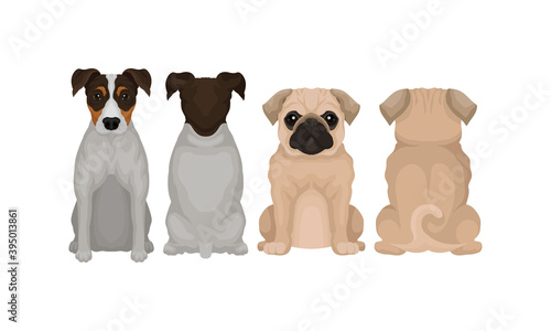 Purebred Dogs Sitting on Hind Legs Front and Back View Vector Set