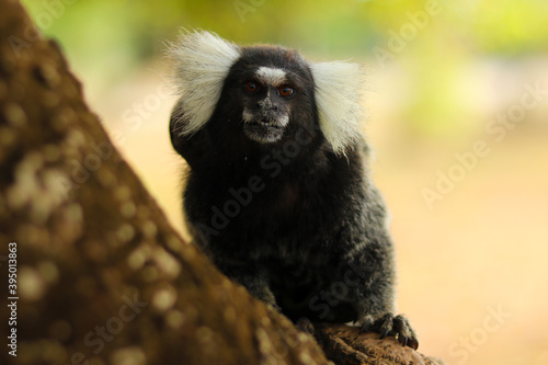Marmoset monkeys in the city of Aracaju, in Sergipe, Brazil.