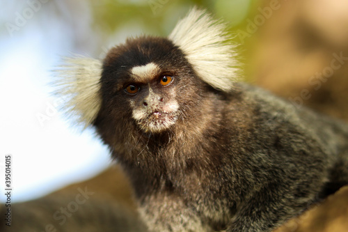 Marmoset monkeys in the city of Aracaju, in Sergipe, Brazil.