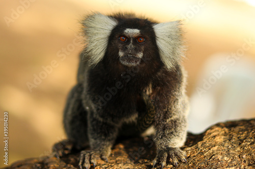 Marmoset monkeys in the city of Aracaju, in Sergipe, Brazil.
