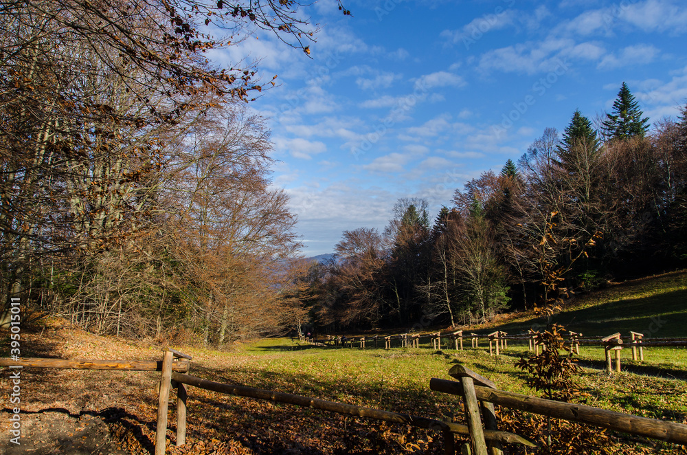 Polana w lesie - Pieniny Polana w lesie - Pieniny