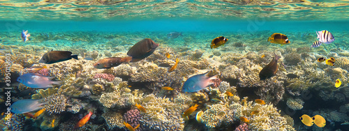 Fototapeta Naklejka Na Ścianę i Meble -  Underwater Colorful Tropical Fishes.