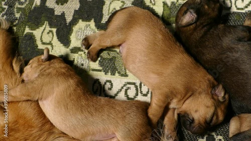 Puppies sleep next to their mother. 4K 2160p 25fps Apple ProRes 422 LT video.