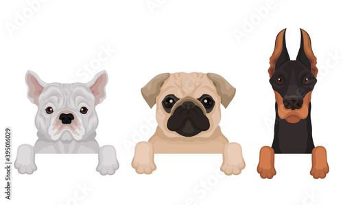 Dogs of Different Breeds Hanging on Border Vector Set