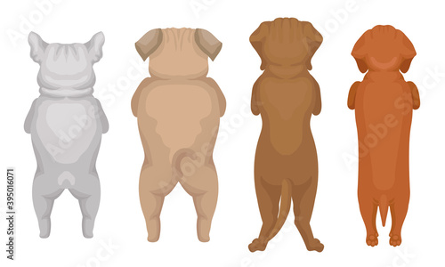 Dogs of Different Breeds Standing on Hind Legs Vector Set