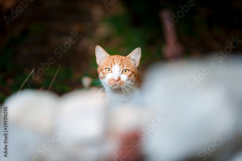 Streunerkatze