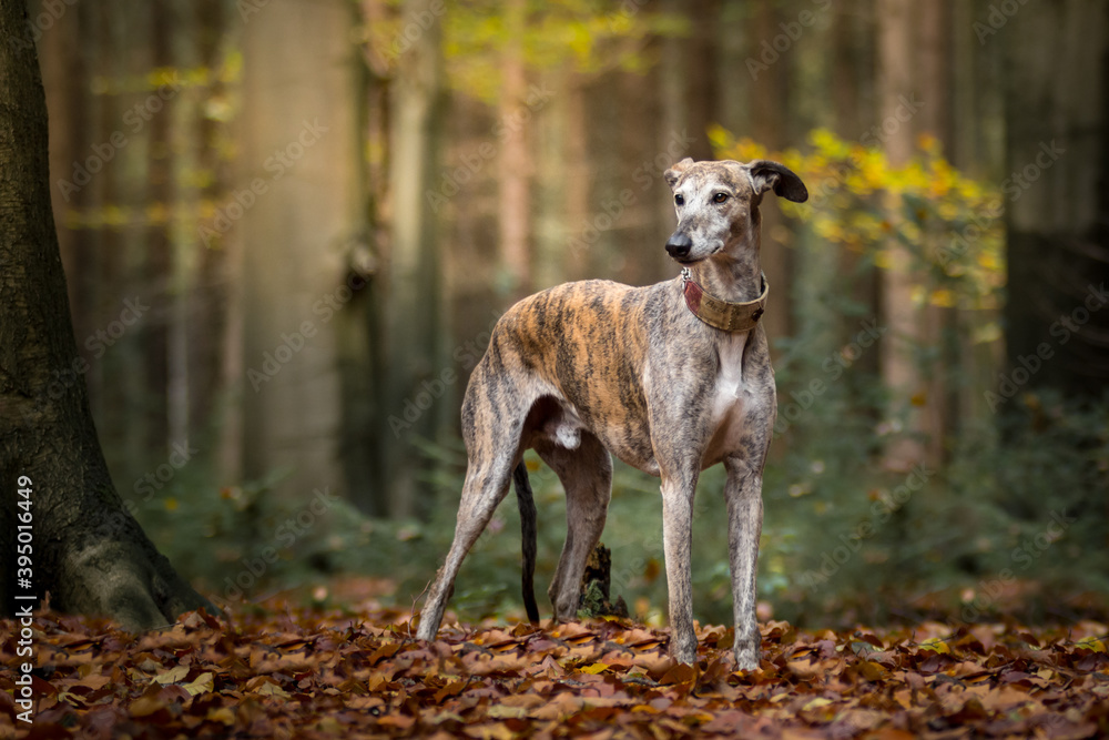 gestromter Galgo steht im herbstlich gelben Wald