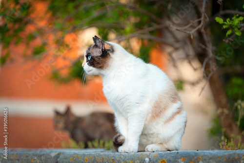 Streunerkatze