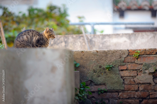 Streunerkatze