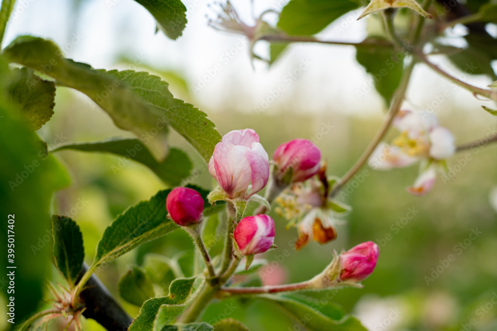 Blooming flowers of apple tree on branches. Close up of apple flowers with defocus in background. Blooming flowers of apple tree on branches. Close up of apple flowers with defocus in background.