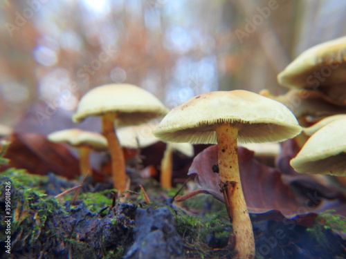 mushroom in the park of england