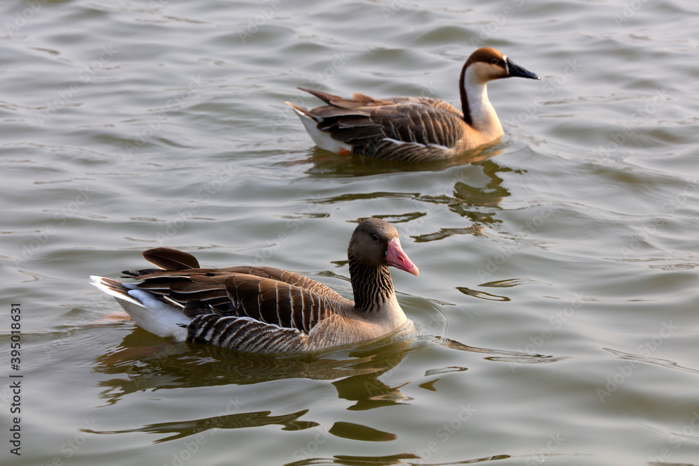 Grey geese swim in park water, China Grey geese swim in park water, China