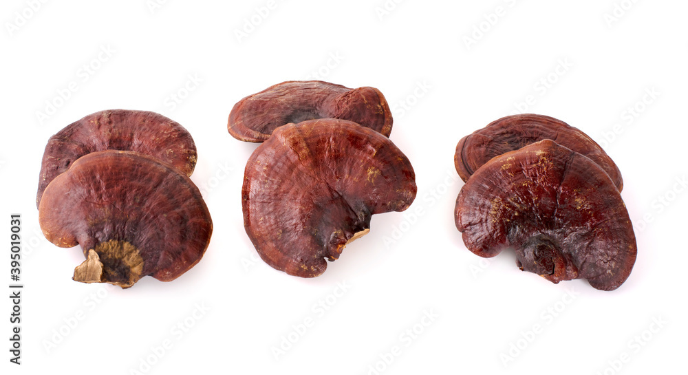 Lingzhi Mushroom Ganoderma Lucidum Isolated on white background Lingzhi Mushroom Ganoderma Lucidum Isolated on white background