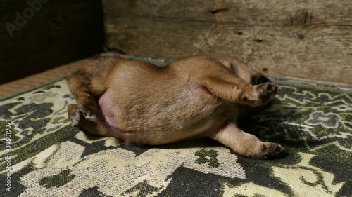 The puppy falls asleep and stretches. 4K 2160p 25fps Apple ProRes 422 LT video.
