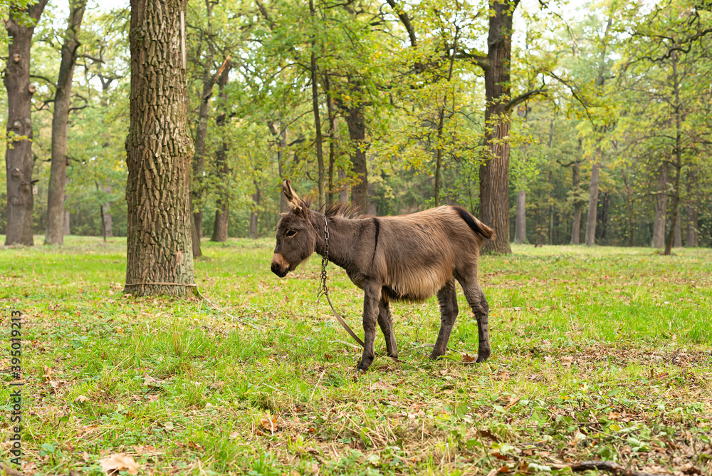 Fototapeta premium Portrait of a lovely donkey. Donkey outdoors in nature.