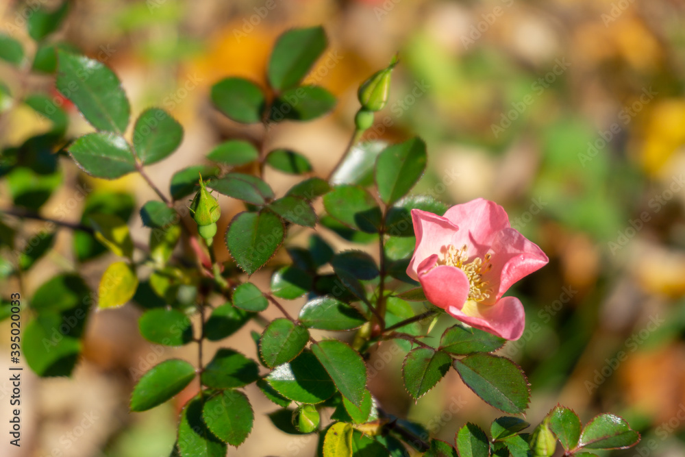 Obraz premium Hundsrose im Herbst