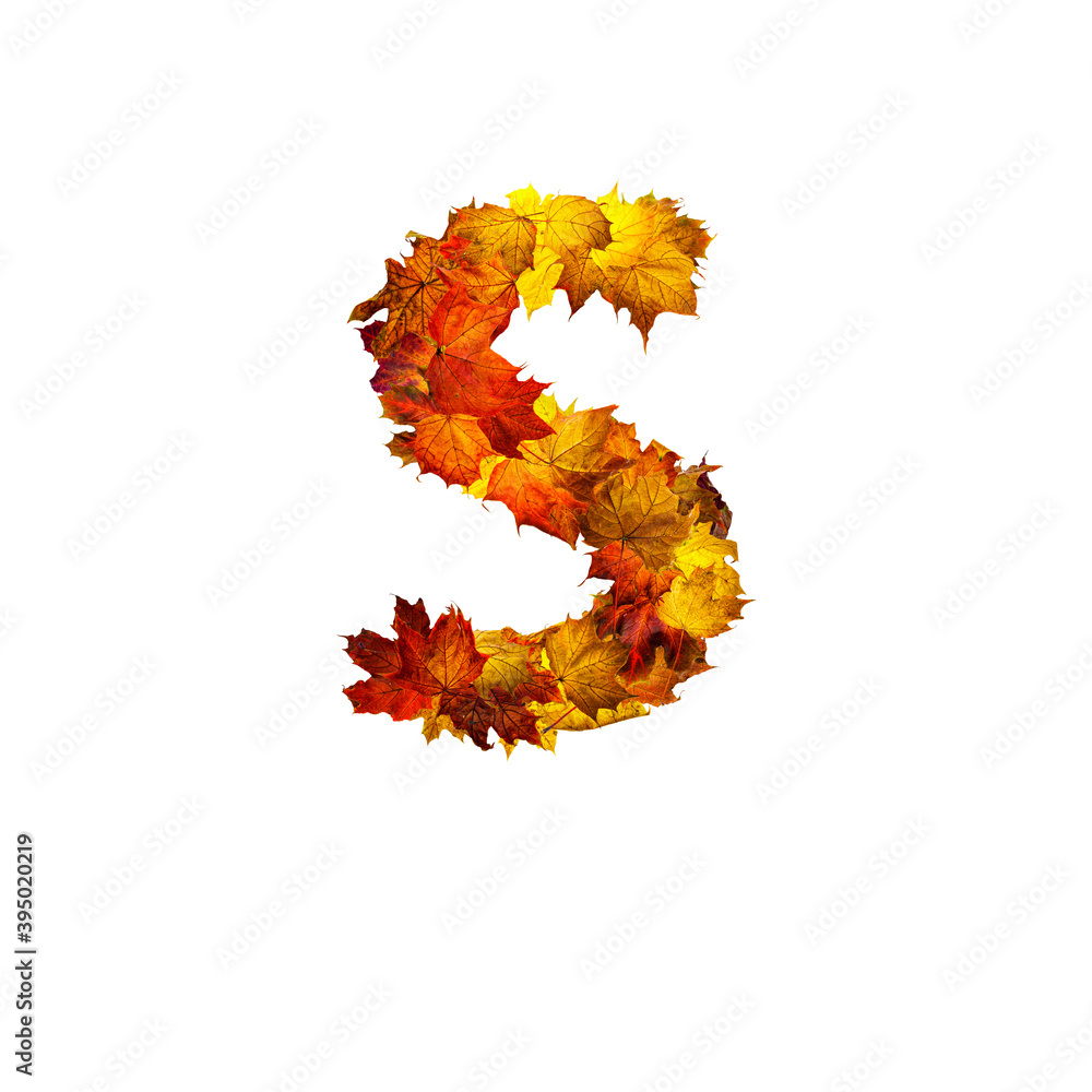 Colorful autumn leaves isolated on white background as letter S. Colorful autumn leaves isolated on white background as letter S.