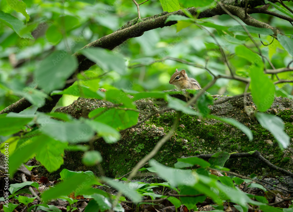 Chipmunk Sitting on a Rock Chipmunk Sitting on a Rock