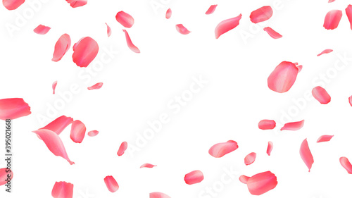 flying rose petals on white background 3d rendering 
